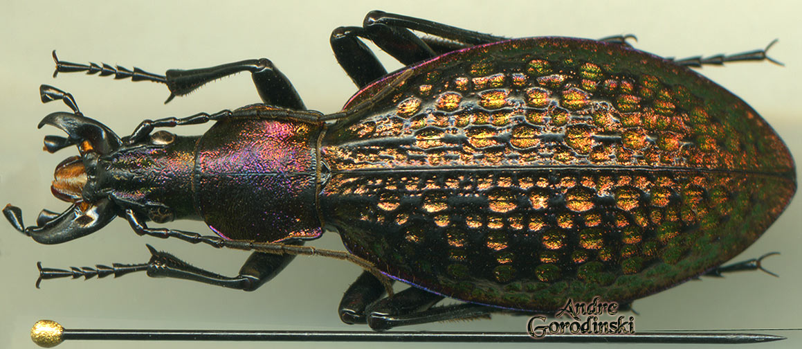 http://www.gorodinski.ru/carabus/Acoptolabrus lopatini.jpg